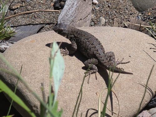 iNaturalist observation photo of Western Fence Lizard