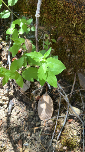 iNaturalist observation photo of California Harebell