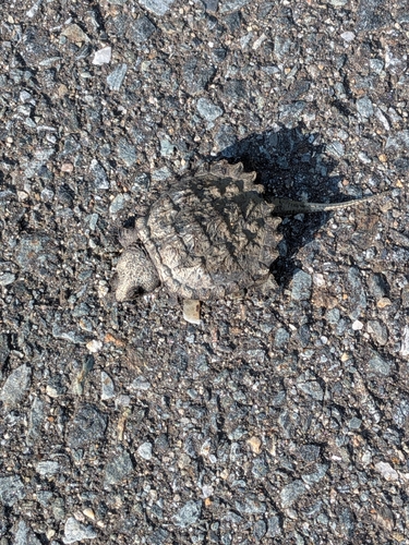 Tortuga mordedora