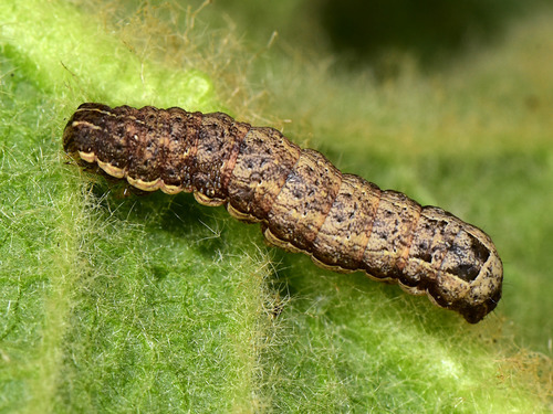 Lesser Yellow Underwing, photo 10 of 10
