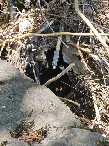 iNaturalist observation photo of Ground Yellowjackets