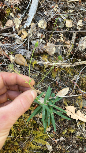 iNaturalist observation photo of woodland madia