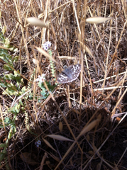 Burnsius communis