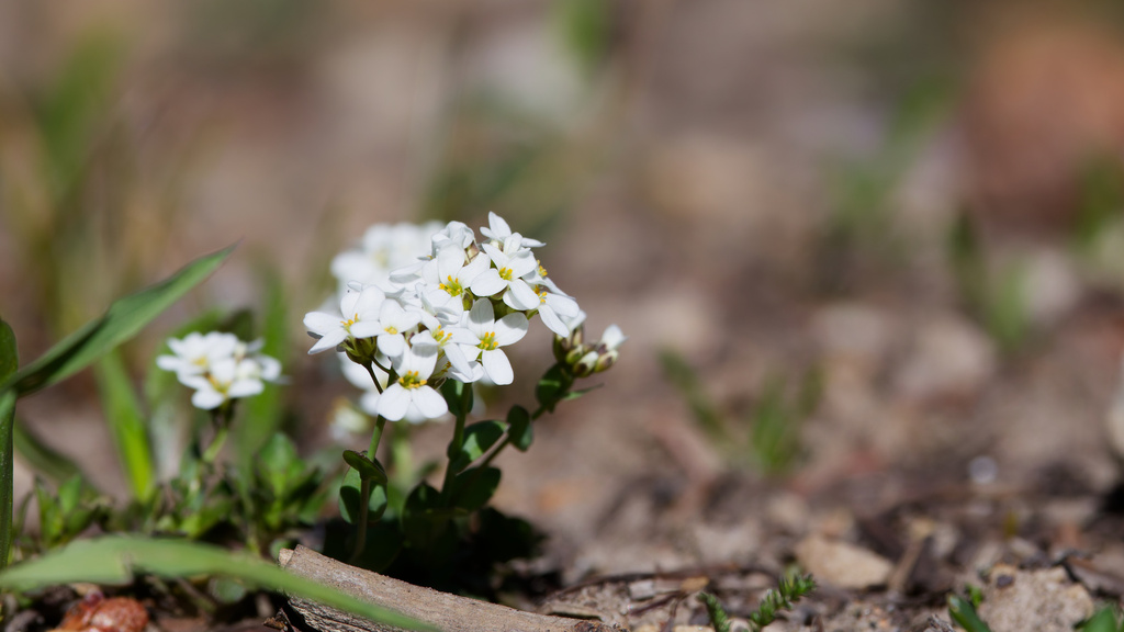 Noccaea fendleri; photograph (c) Daughter Dad, some rights reserved (CC BY)