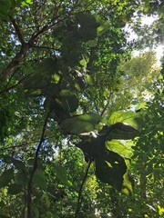 Coccoloba rugosa, photograph (c) Kurt Miller, some rights reserved (CC BY-SA)