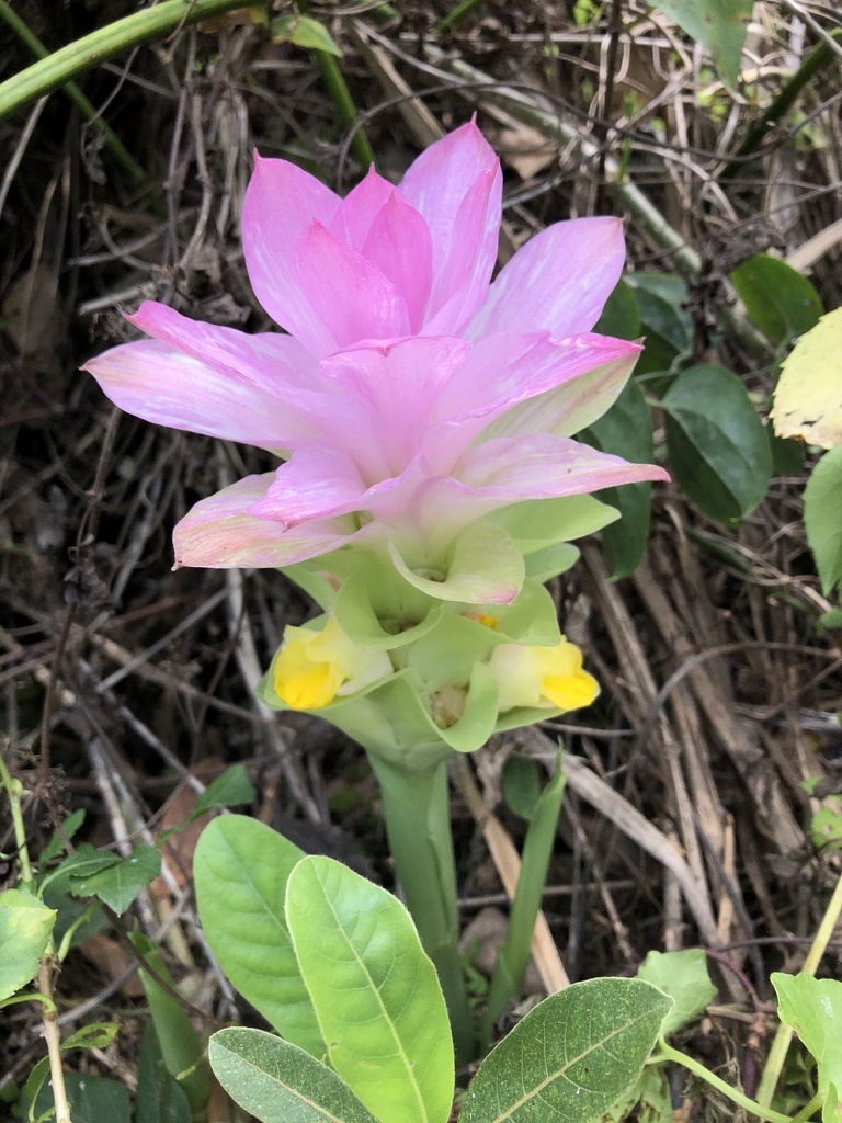 Wild turmeric