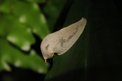 Urocyclidae