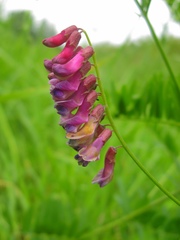 Vicia megalotropis