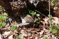 Clethrionomys glareolus