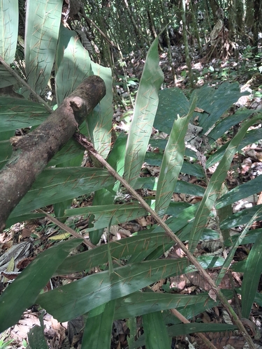 Aiphanes minima, photograph 4