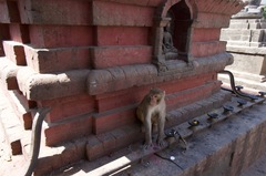 Macaca mulatta