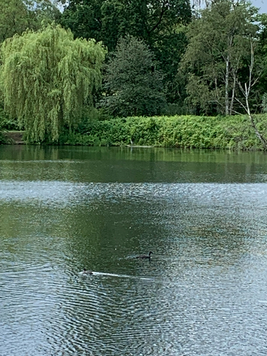 iNaturalist image