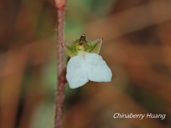 Odontochilus yakushimensis