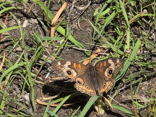 iNaturalist observation photo of Gray Buckeye