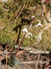Odontochilus yakushimensis