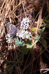 Burnsius communis