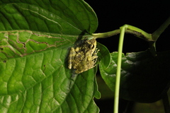 Arthroleptides yakusini