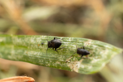 Pachytomella