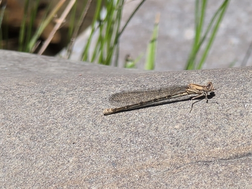 iNaturalist observation photo of Damselflies