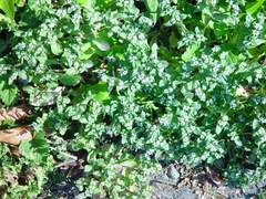 Valerianella carinata