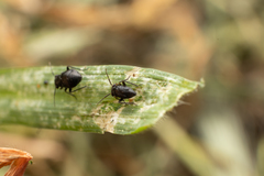 Pachytomella