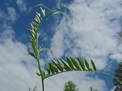 Vicia megalotropis