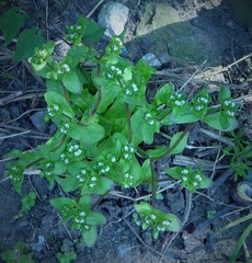 Valerianella carinata