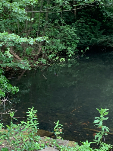 iNaturalist: (c) mothpuppy, some rights reserved (CC BY-NC), uploaded by mothpuppy iNaturalist image