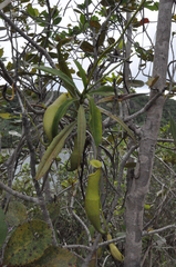 Nepenthes philippinensis