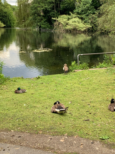 iNaturalist image