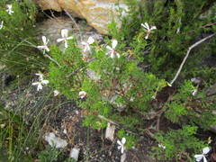 Pelargonium ternatum
