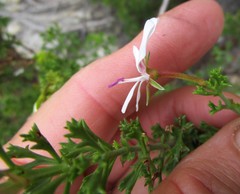 Pelargonium ternatum