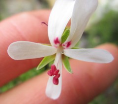 Pelargonium ternatum