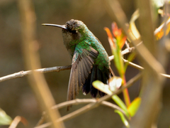 Cynanthus latirostris