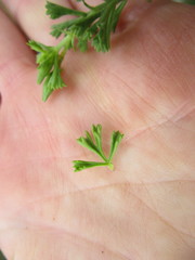 Pelargonium ternatum