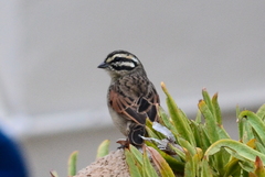 Emberiza capensis