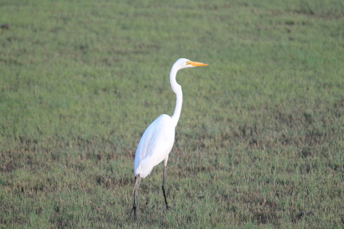 iNaturalist image
