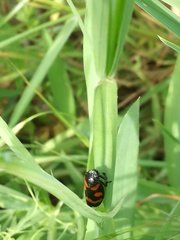 Cercopis sanguinolenta