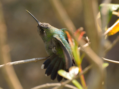 Cynanthus latirostris