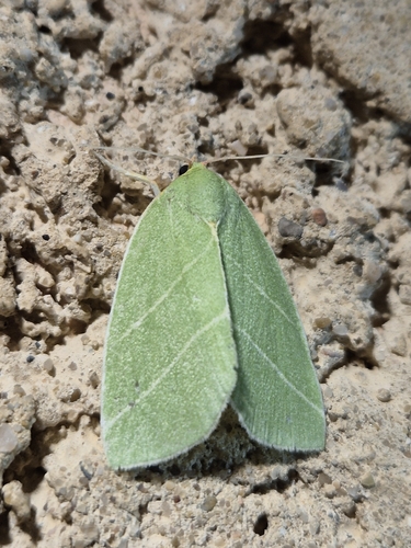 Scarce Silver-lines