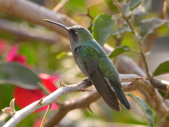 Cynanthus latirostris
