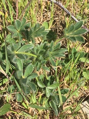 Lupinus micranthus