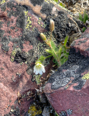 Cerastium nigrescens arcticum
