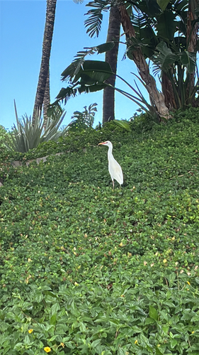 iNaturalist image