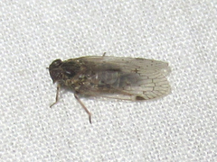 Melanoliarus aridus