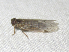 Melanoliarus aridus