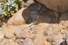 Dipsosaurus dorsalis dorsalis