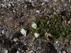 Cerastium nigrescens arcticum