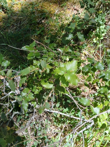 iNaturalist observation photo of oaks