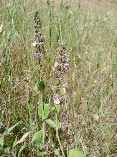 iNaturalist observation photo of Hedgenettles